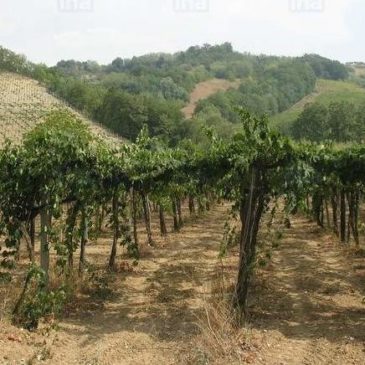 LA PIOGGIA DANNEGGIA L’AGRICOLTURA NELLE MARCHE