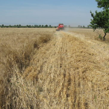 AL VIA LA TREBBIATURA NELLE MARCHE