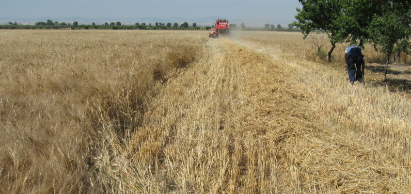 AL VIA LA TREBBIATURA NELLE MARCHE