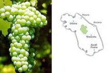 VERDICCHIO NASCE IL CONTRASSEGNO DI STATO