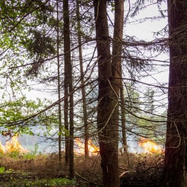 FIUMINATA, A FUOCO 70 ETTARI DI BOSCO