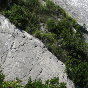 SIROLO, SPUNTANO TRACCE DI ANTICO RETTILE MARINO