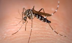 ALLARME PER  LA  FEBBRE DENGUE CHE SI TRASMETTE DA ZANZARA
