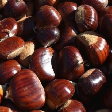 LE CASTAGNE