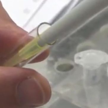 TEST SIEROLOGICI  TANTE RISPOSTE  ALLA CHIAMATA DELLA CROCE ROSSA