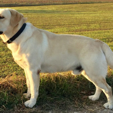 UN ALLEVAMENTO SPECIALE DI LABRADOR