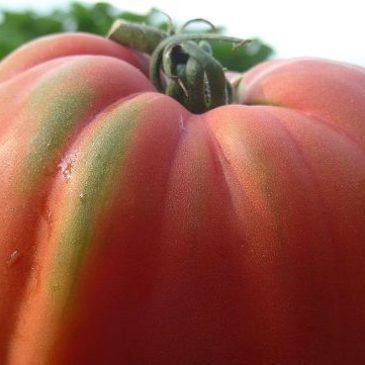 POMODORI GIGANTI COLTIVATI A FERMIGNANO (PU)