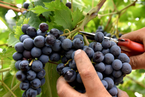 VENDEMMIA  SUPER, ANNATA D’ORO NELLE MARCHE