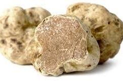 AL VIA LA STAGIONE DEL TARTUFO BIANCO