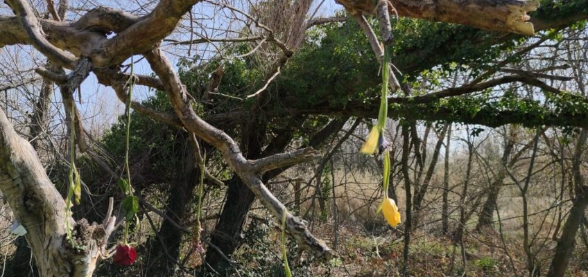 A PESARO L’ALBERO PER LE VITTIME DEL COVID