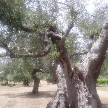 L’ANTICO ULIVETO MARCHIGIANO