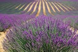 CAMERINO, LA RINASCITA HA IL PROFUMO DELLA LAVANDA