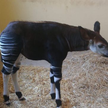 AMBASCIATORE DEL CONGO A FALCONARA PER CONOSCERE IL PICCOLO OKAPI ITALO