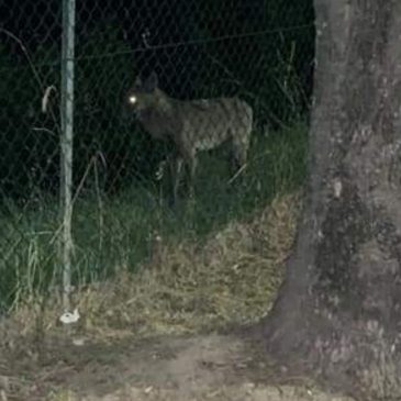 GIOVANE ESEMPLARE DI LUPO AVVISTATO A FANO: DISPOSTA LA CATTURA PER IL TRASFERIMENTO IN UN CENTRO SPECIALIZZATO