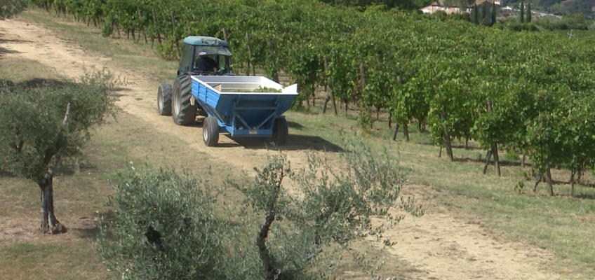 AL VIA LA VENDEMMIA, INCOGNITA COSTI ENERGETICI