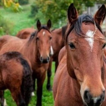 PASCOLI ISOLATI SUL MONTE CATRIA A CAUSA DELLE FRANE: PREOCCUPAZIONE PER IL CAVALLO DI RAZZA LOCALE