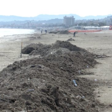 ARRIVA L’ESTATE MA A SENIGALLIA LE SPIAGGE NON SONO PULITE: “CHI HA COMPETENZA DEVE RISOLVERE” IN CORO I BALNEARI