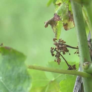 COLDIRETTI: ALLARME PERONOSPORA