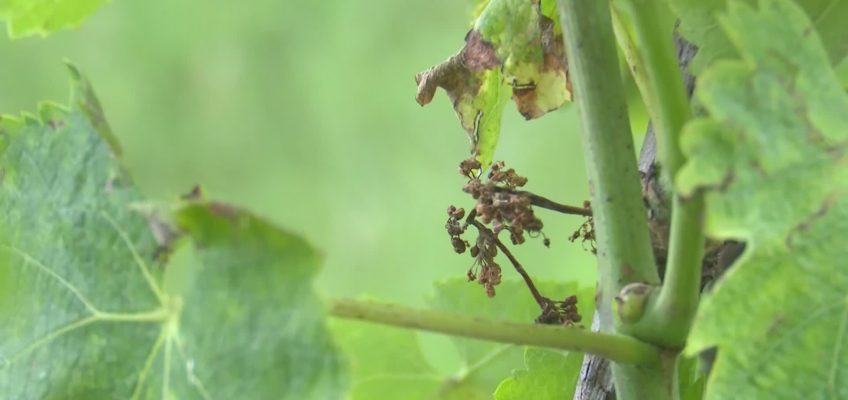 COLDIRETTI: ALLARME PERONOSPORA