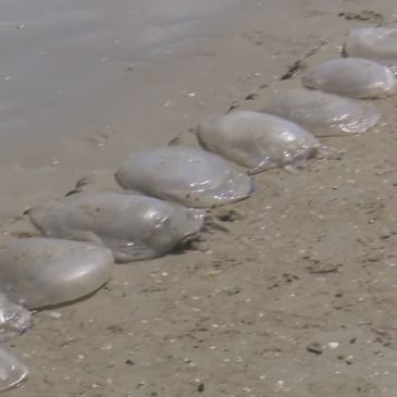 MEDUSE SPIAGGIATE A SENIGALLIA