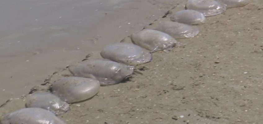 MEDUSE SPIAGGIATE A SENIGALLIA