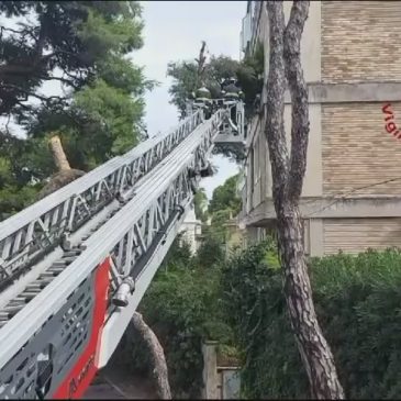 ALBERI PERICOLANTI: UN PROBLEMA RICORRENTE NELLE MARCHE