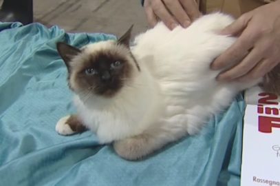 GIORNATA MONDIALE ANIMALI