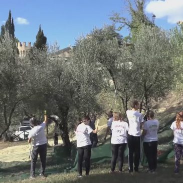 A TOLENTINO SI RACCOLGONO LE OLIVE DEL COMUNE