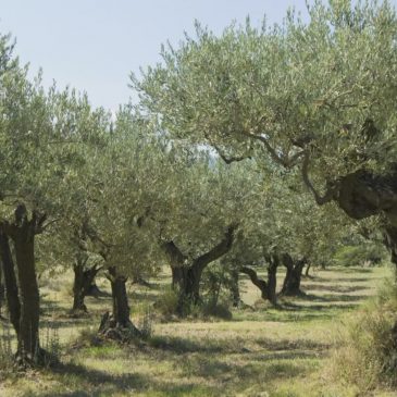 CALA LA QUALITÀ DELL’OLIO, COMPLICE IL MALTEMPO