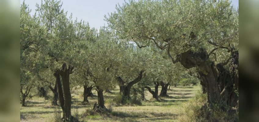 CALA LA QUALITÀ DELL’OLIO, COMPLICE IL MALTEMPO