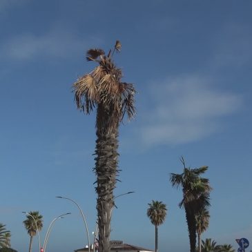 CIVITANOVA MARCHE, TARLO ASIATICO NELLE PIANTE, AL VIA GLI ABBATTIMENTI