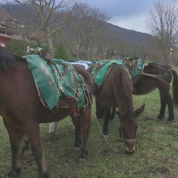 MULI E CAVALLI DEL CATRIA PER LA RACCOLTA DELLA LEGNA DAI FIUMI