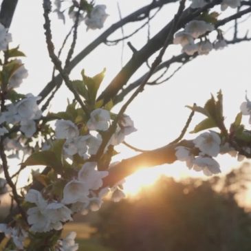 EQUINOZIO DI PRIMAVERA, DA QUEST’ANNO ARRIVA IL 20 MARZO