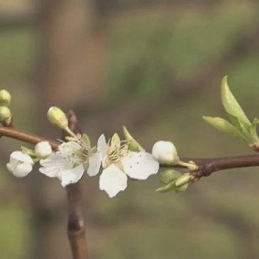 CAMBIAMENTI CLIMATICI, AGRICOLTURA SULLE MONTAGNE RUSSE