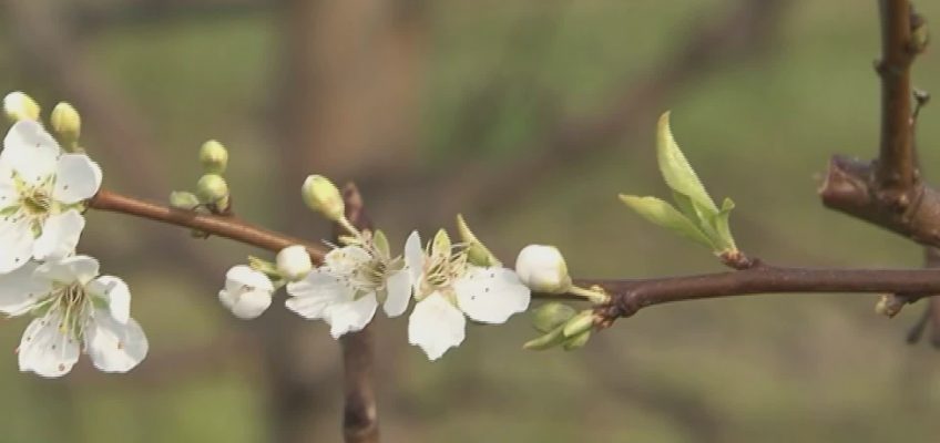 CAMBIAMENTI CLIMATICI, AGRICOLTURA SULLE MONTAGNE RUSSE