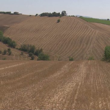 TREBBIATURA 2024: GRANO DI QUALITA’