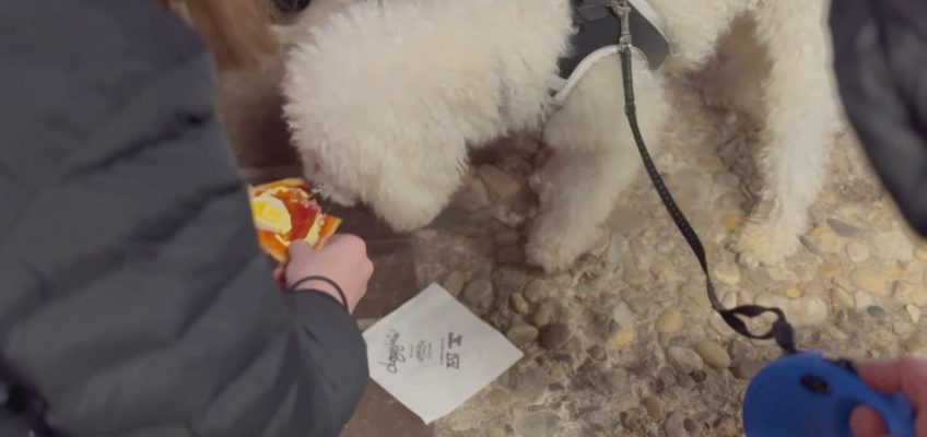 A PESARO ARRIVA LA “DOGSSINI”, LA PIZZA ROSSINI PER I CANI