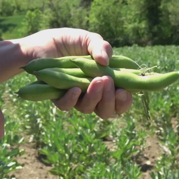TUTTI PAZZI PER LA FAVA DI FRATTE ROSA, ANNATA DI OTTIMA QUALITÀ