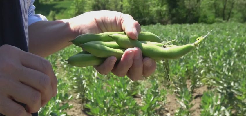 TUTTI PAZZI PER LA FAVA DI FRATTE ROSA, ANNATA DI OTTIMA QUALITÀ