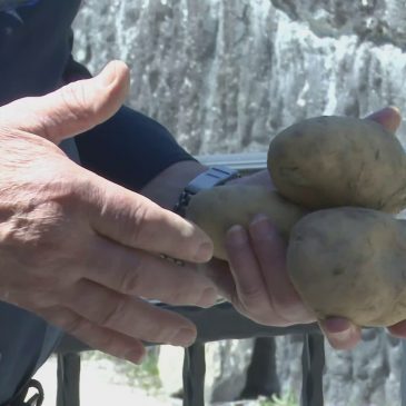 LA PATATA DEI SIBILLINI PER RILANCIARE LE AREE INTERNE