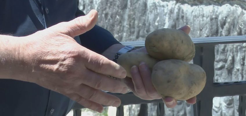 LA PATATA DEI SIBILLINI PER RILANCIARE LE AREE INTERNE