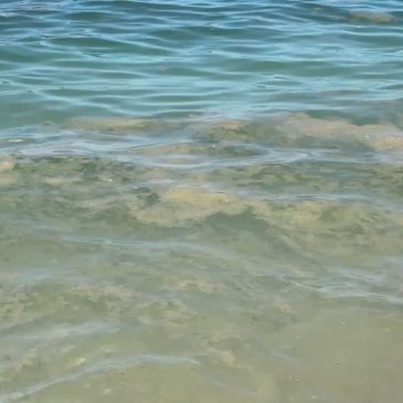 MUCILLAGINI, ESPERTI: “TROPPO PRESTO PER FARE PREVISIONI”