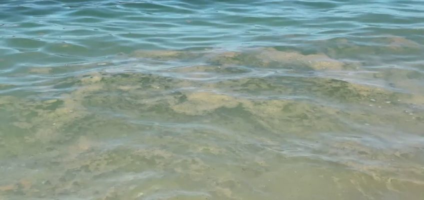 MUCILLAGINI, ESPERTI: “TROPPO PRESTO PER FARE PREVISIONI”