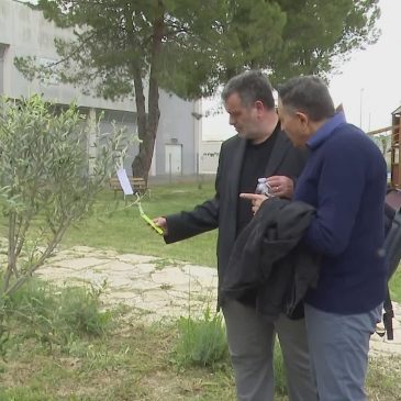 A CASTELBELLINO NASCE IL PARCO DEI GIUSTI CON DUE ULIVI PER ALDO MORO E DOMENICO RICCI
