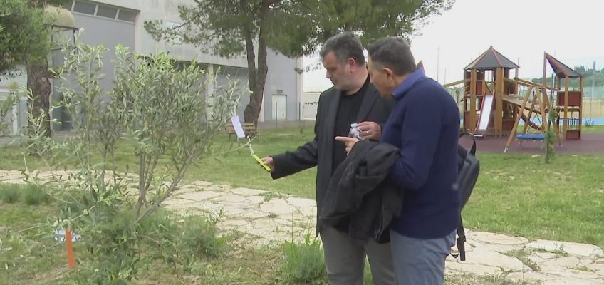 A CASTELBELLINO NASCE IL PARCO DEI GIUSTI CON DUE ULIVI PER ALDO MORO E DOMENICO RICCI