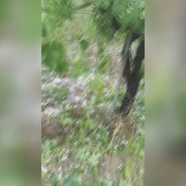 MAXI GRANDINATA, CORSO CONTRO IL TEMPO PER SALVARE I VIGNETI