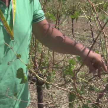 GRANDINE, AGRICOLTURA IN GINOCCHIO