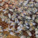 FA TROPPO CALDO, LE API SOFFRONO