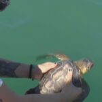 LA TARTARUGA OTTA TORNA IN MARE A SENIGALLIA