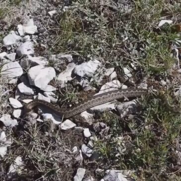 SUI SIBILLINI LA VIPERA DELL’ORSINI A RISCHIO